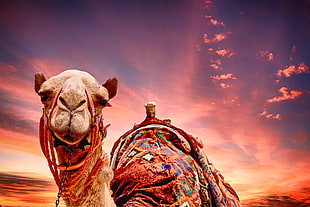 close up photography of camel during sunset