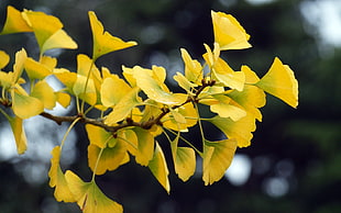 yellow leaves in closeup photography