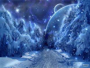 pathway between tall trees during nighttime digital wallpaper, snow, forest, ice, planet