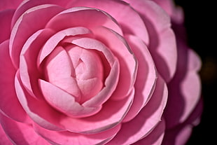 macro photography of pink flower, camellia