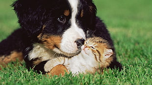 closeup photo of tricolor Bernese Mountain Dog puppy and orange Tabby kitten playing during daytime HD wallpaper