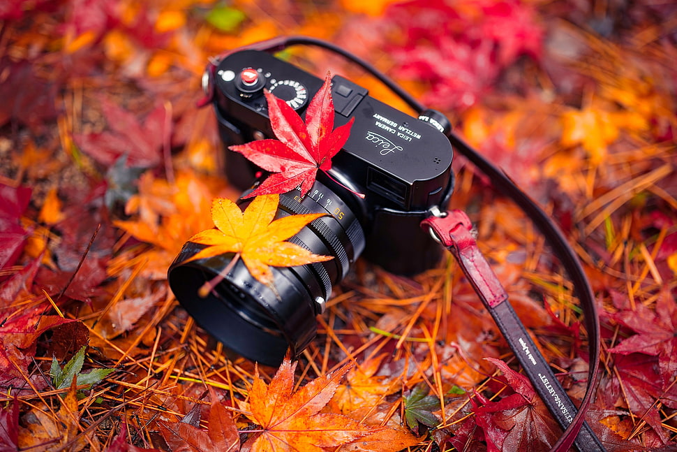 black digital camera, camera, leaves, plants, fall HD wallpaper