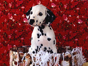 Dalmatian puppy with red roses background