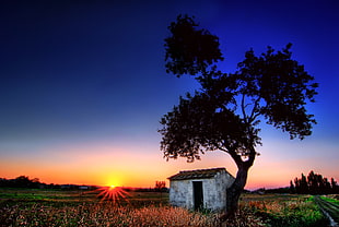 house beside tree at the field during sunset, tuscany