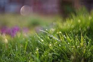 green grass in macro photo HD wallpaper