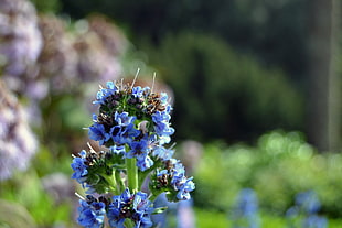 selective focus photo of blue petaled flower