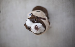 shallow focus photography of liver and white Boston terrier puppy