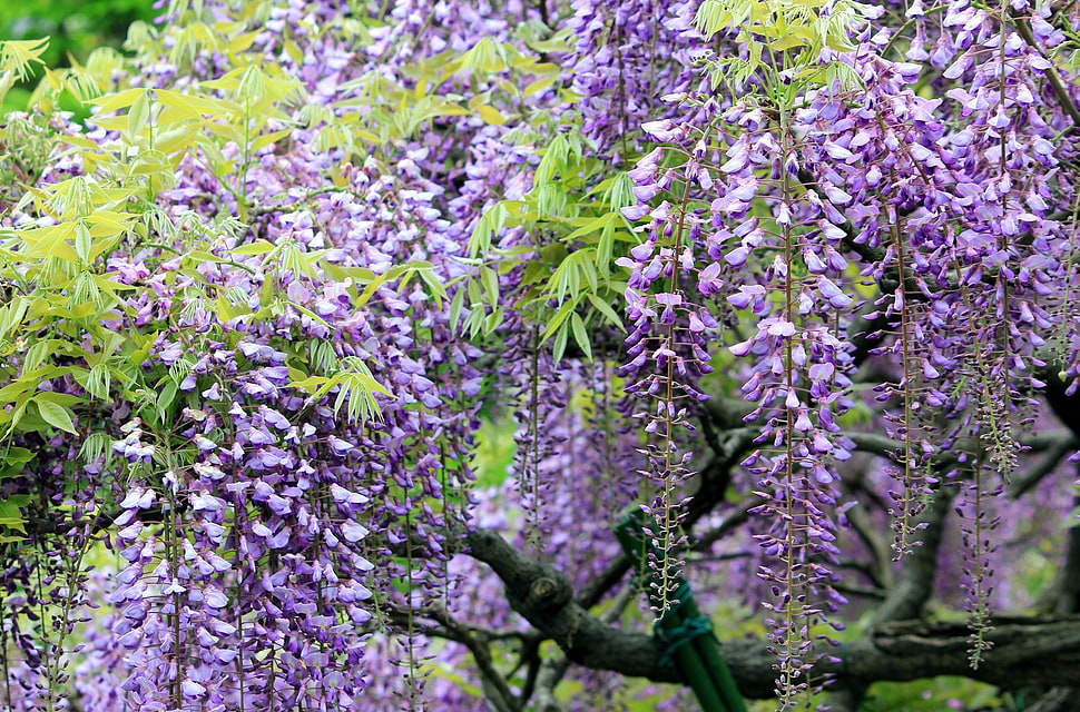 purple flowers during daytime HD wallpaper