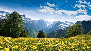 dandelion flower field, mountains