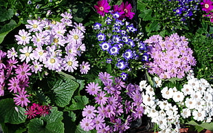 photo of assorted color flowers