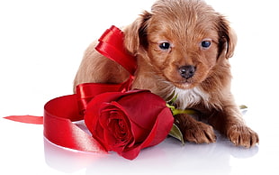 brown short coated dog with red rose HD wallpaper