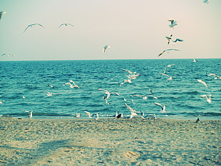 flock of white birds near body of water during daytime
