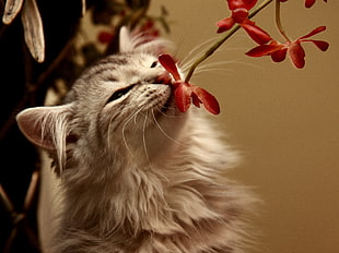 black tabby Norwegian Forest Cat smelling red flower in tilt shift lens photography