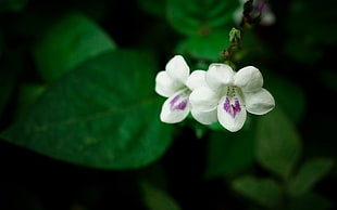 closeup photography white and purple blossoms