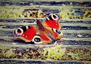 closeup photo of Peacock butterfly on brown surface
