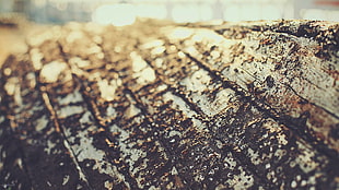 close-up photography of wood plunk HD wallpaper