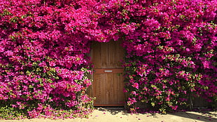 brown wooden door surrounded by pink bougainvilleas