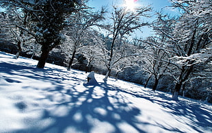 Winter,  Snow,  Trees,  Shadows