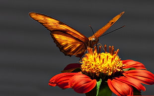 brown butterfly perching on red cluster flower in close-up photography