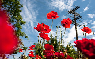 red roses, poppies, sky, plants, flowers