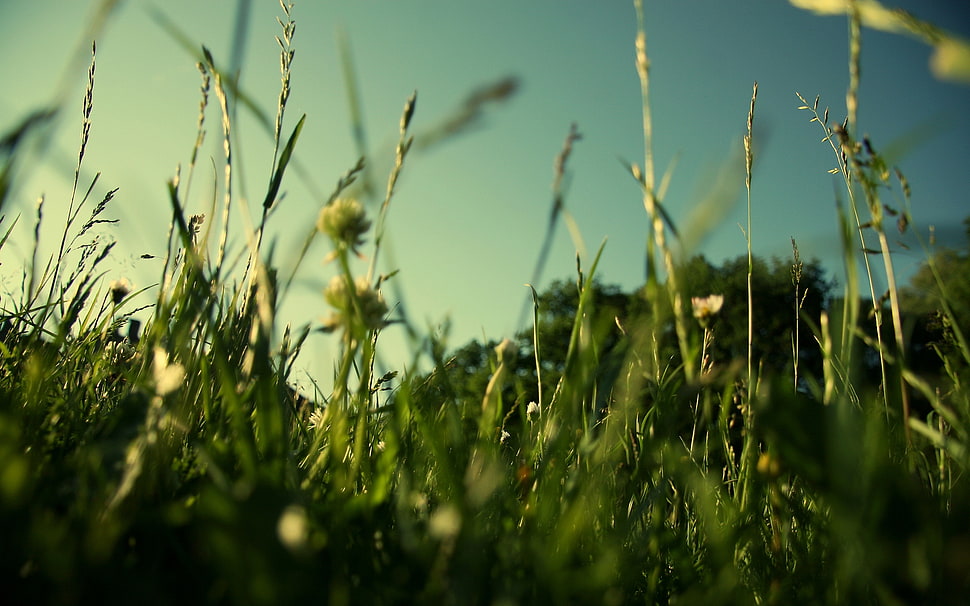 low angle photo of green grass HD wallpaper