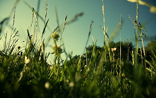 low angle photo of green grass HD wallpaper