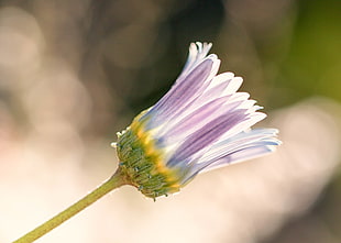 shallow focus photography of purple and white flower bud