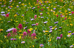 assorted color flower field at daytime