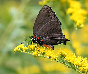 selective focus of Spicebush butterfly on yellow rod during daytime, great, purple hairstreak, goldenrod
