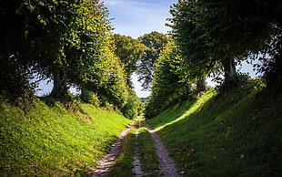 green trees, path, landscape, trees, dirt road HD wallpaper