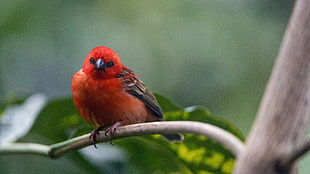 red Cardinal bird, red fody