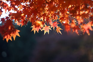 brown Maple leaves in closeup photo