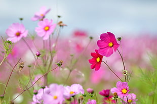 shallow focus photography of pink petaled flowers during daytime HD wallpaper