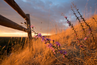 selective focus of purple petaled flower near fence, camel HD wallpaper