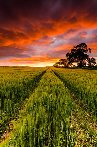 panorama photography of crop field HD wallpaper