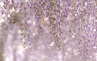 purple Wisterias selective focus photo
