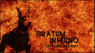 Gratum Inferno text, hell, Doberman Pinscher, fire HD wallpaper