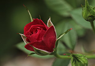 close up photo of rose