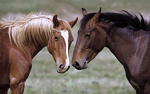 photo of two brown horses facing each other