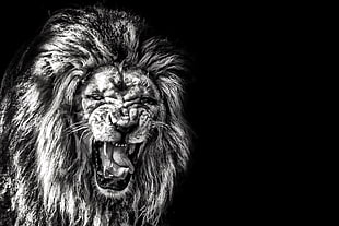 grayscale photo of roaring lion