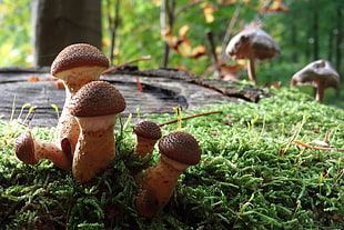 brown mushrooms, forest, mushroom HD wallpaper
