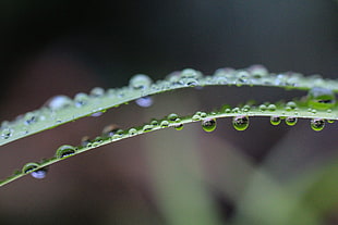 Close Up Photo of Water Drops HD wallpaper