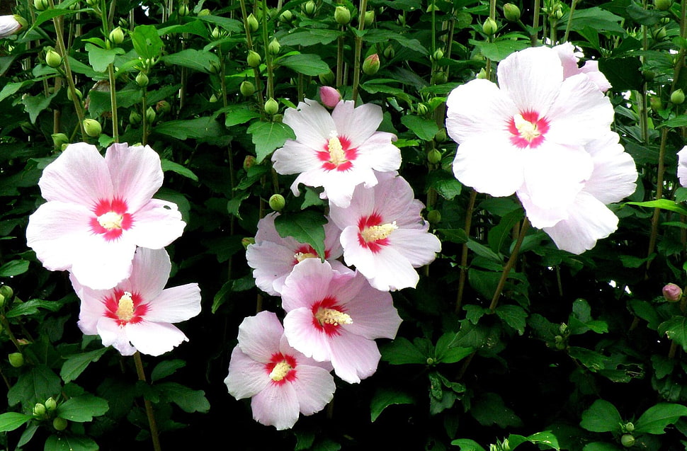 pink petaled flower with green leaves HD wallpaper