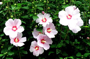 pink petaled flower with green leaves