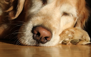 brown dog sleeping on floor