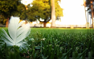 depth of field photography of white feather on green grass
