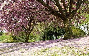 pink cherry blossom tree, trees HD wallpaper