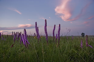 photo of purple flower fields HD wallpaper