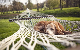 adult Golden Retriever dog lying on white hammock