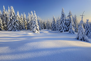 white snowfield, forest, trees, snow